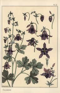 Columbine, Aquilegia vulgaris, flower parts by Eugene Grasset