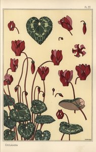 Cyclamen Plant, with Details of the Flower, Leaves, Petals by Eugene Grasset