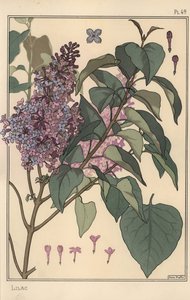 Lilac Botanical Study by Eugene Grasset