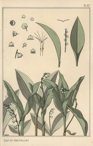 Lily of the valley, botanical study by Eugene Grasset