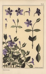 Periwinkle botanical study by Eugene Grasset