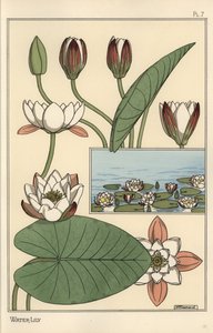 The Water Lily, Nelumbo lutea, and Flower Parts