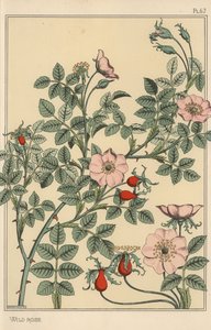 Wild rose botanical study by Eugene Grasset