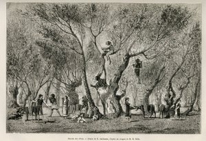 The collection of olives in the Amphissa region, drawing by E.Guillaume, to illustrate the story of Henri Belle: Voyage en Greece by Eugene Guillaume