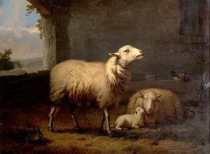 Sheep