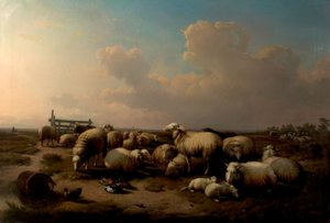 The Sheep