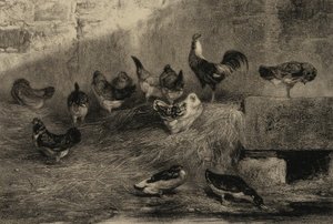 Chickens and Ducks