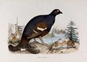 Representation of the Small Rooster of Heathers or Rooster of Birches