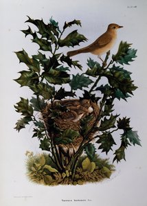 Garden Warbler (Sylvia hortensis), engraving from Natural History of Birds that nest in Lombardy, by Eugenio Bettoni