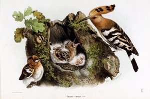 Representation of the Hoopoe (Upupa epops)
