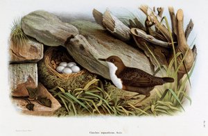 Representation of the Dipper (Cinclus aquaticus)