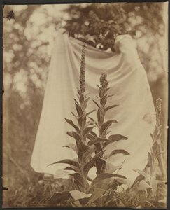Mullein Plant by Eugène Atget