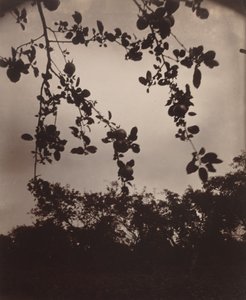 Apple Tree Branch by Eugène Atget