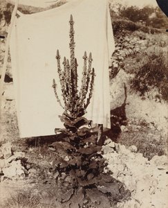 Mullein in Bloom by Eugène Atget