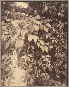 Virginia Creeper
