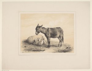 Resting Donkey by Eugène Verboeckhoven