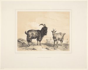 Two Goats