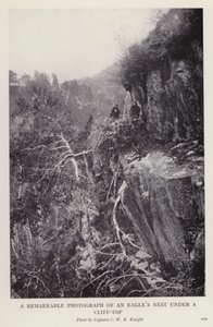 A remarkable photograph of an eagle