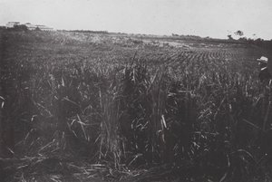 Brazil: A Rice Field, São Paulo by European Photographer