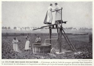 Radish Cultivation in Bavaria by European Photographer