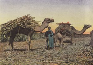 Transport of Sugar Canes Near Cheick Fadol by European Photographer