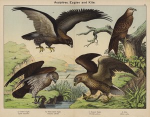 Accipitres, Eagles and Kite by European School