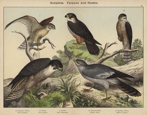 Accipitres, Falcons and Hawks by European School