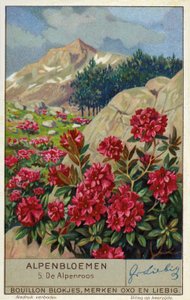 Alpenrose (Rhododendron ferrugineum) by European School