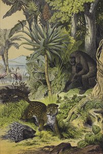 Animals and plants of Equatorial Guinea by European School