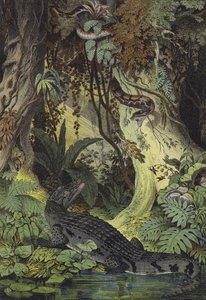 Animals of the Amazon Jungles of Brazil by European School