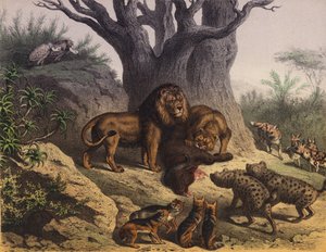 Animals of the Cape of Good Hope by European School