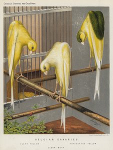 Belgian Canaries, Clear Yellow, Variegated Yellow, Clear Buff by European School