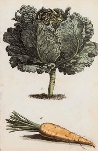 Cabbage and Carrot