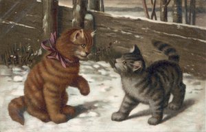 Cat Postcard