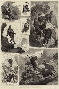 Chamois-Hunting in the Tyrol by European School