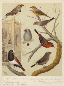 Chestnut Eared Finch or Australian Zebra Finch, Male, Female, African Zebra Waxbill, Male, Female, Amaduvade Finch, Male, Female, Three Coloured Finch or Nun by European School