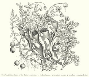 Chief nutrition plants of the Polar countries by European School