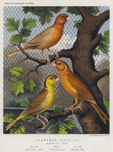 Cinnamon Canaries, Norwich Type, Yellow, Ordinary Fed, Buff, Cayenne Fed, Yellow, Cayenne Fed by European School