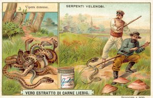Common Adder by European School