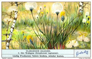 Cottongrass (Eriophorum vaginatum) by European School