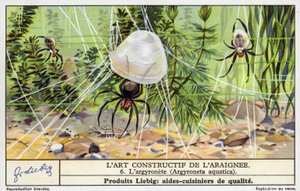 Diving Bell Spider (Argyroneta aquatica) by European School