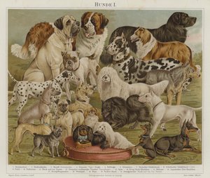 Dogs by European School