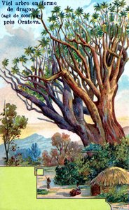Dragon Tree at Orotava, Tenerife