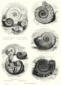 Fossils of ammonites and nautilus by European School