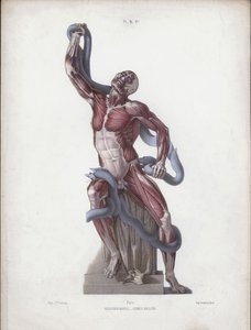 Laocoon by European School