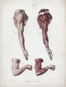 Illustration for The Anatomy of the External Forms of Man: Male arm and hands by European School