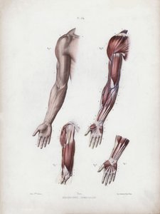Illustration for The Anatomy of the External Forms of Man: Male arm and hands by European School