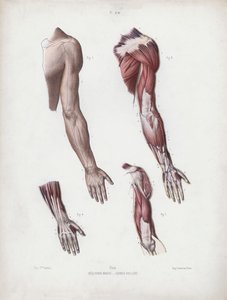 Illustration for The Anatomy of the External Forms of Man: Male arm and hands by European School