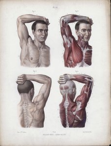 Illustration for The Anatomy of the External Forms of Man: Male, arm, head and torso by European School