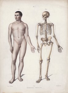 Illustration for The Anatomy of the External Forms of Man: Man standing by European School